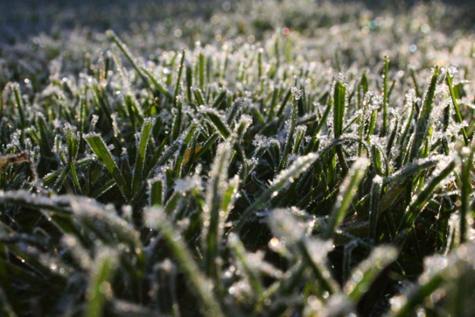 frosty mornings