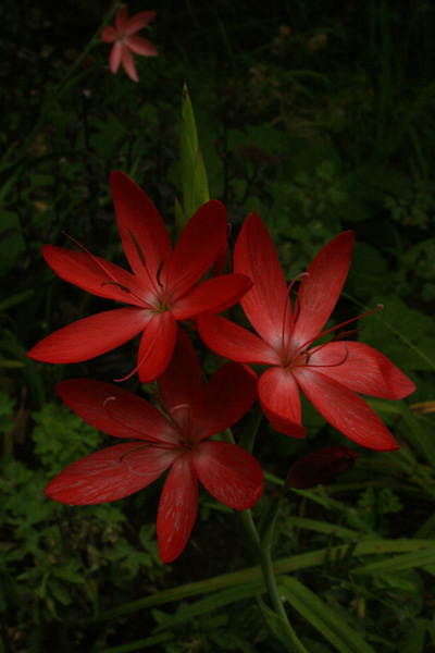 dark flower