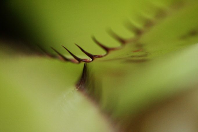 spiny succulent