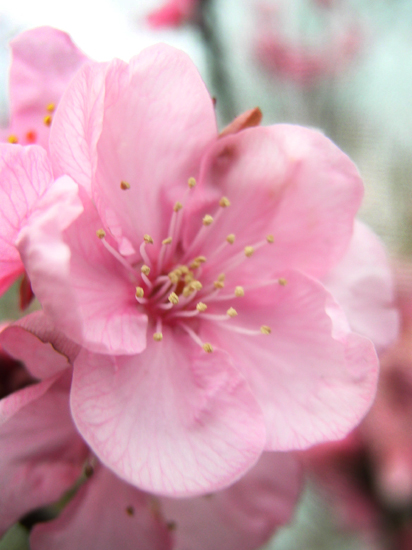 photo friday : blossom