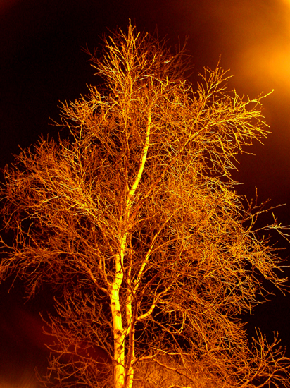 night tree