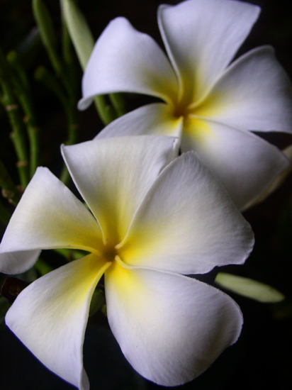 frangipani