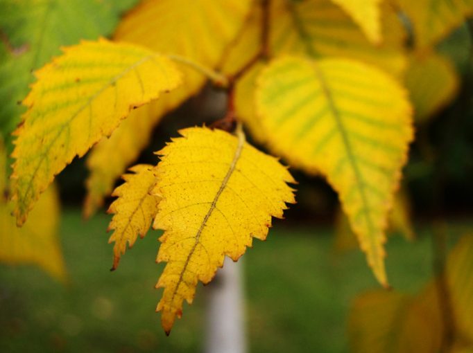 autumn leaves