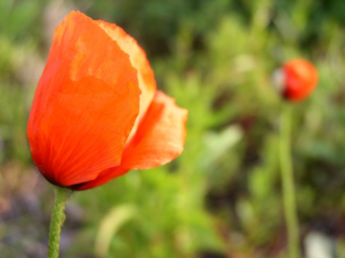 poppies