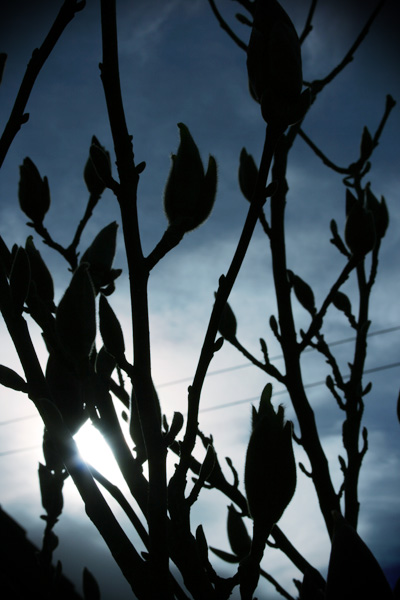 magnolia silhouette