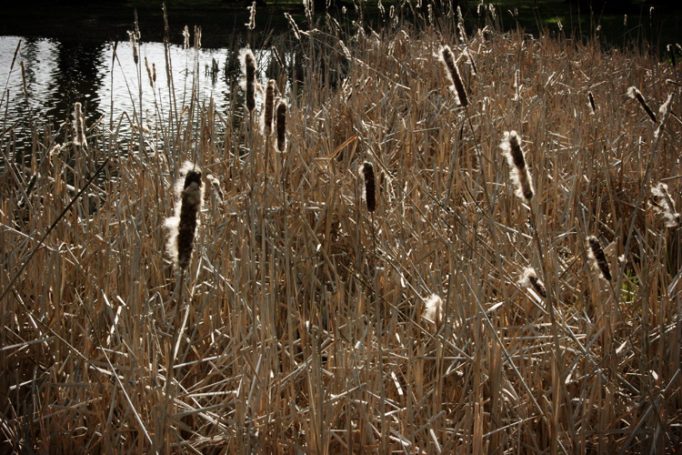 bullrushes