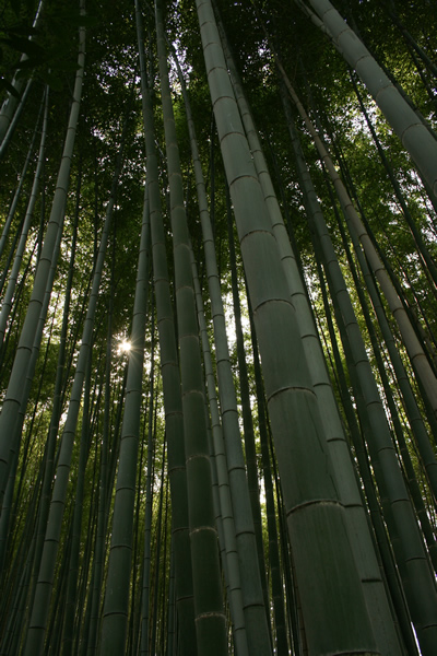 bamboo grove