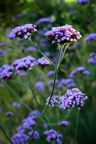 verbena bonariensis