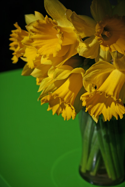 daffodils