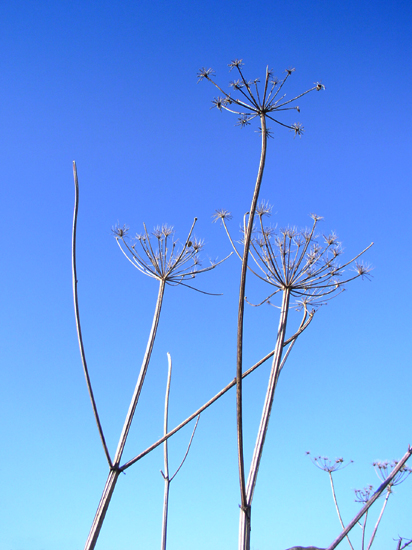 cow parsley