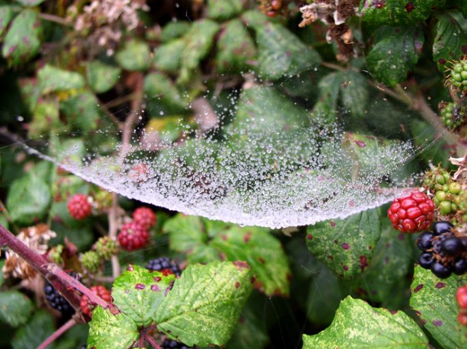 cobweb hammock