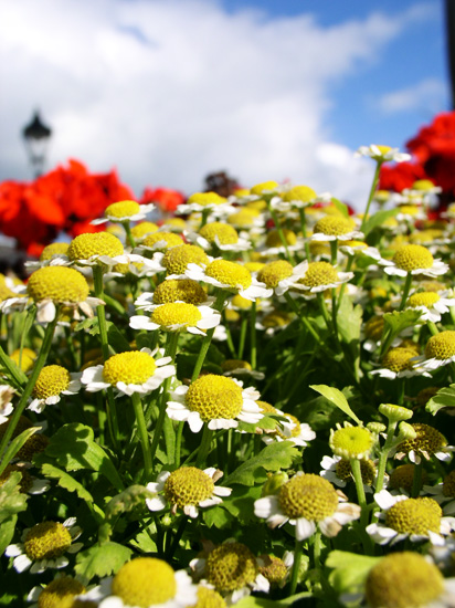 city daisies