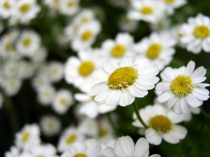 daisies