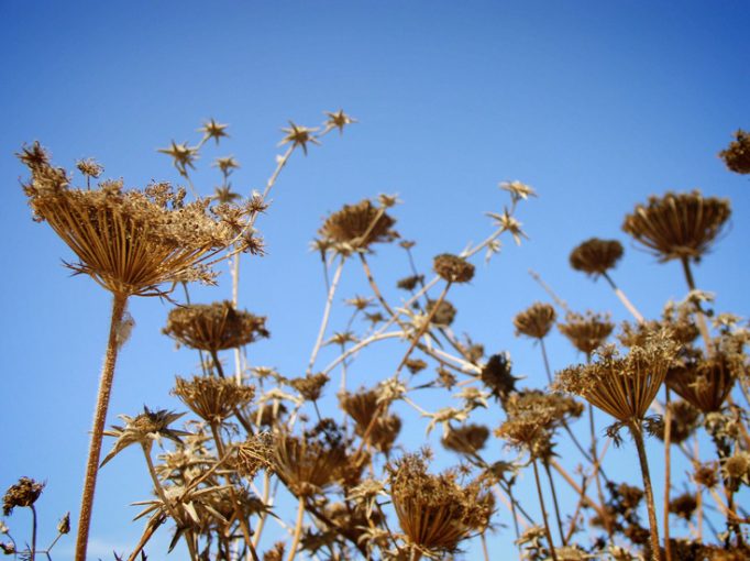 cow parsley