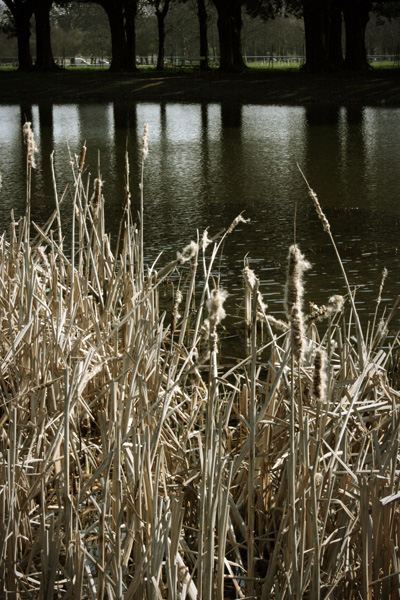 more reeds