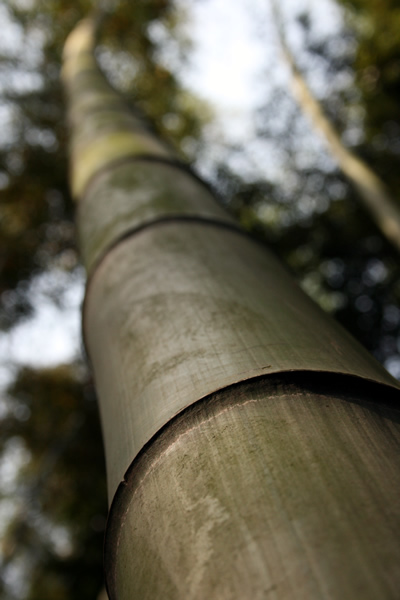 bamboo tree