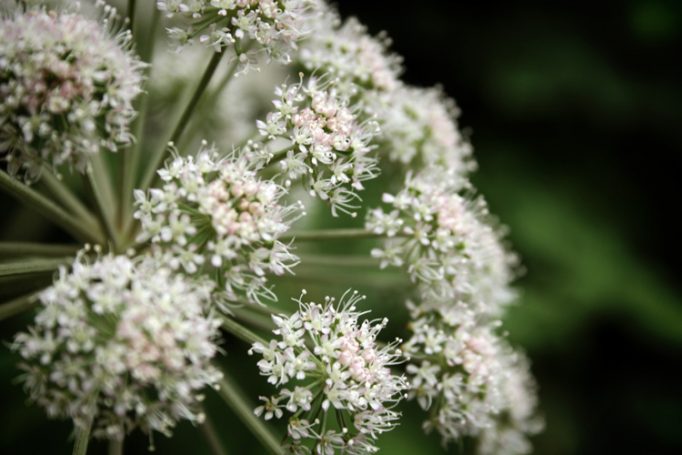 cow parsley still continues