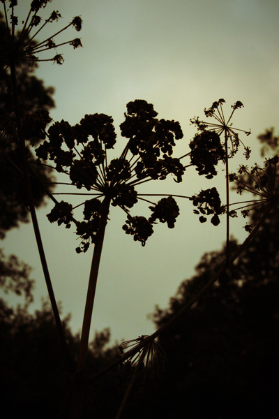 cow parsley silhouette