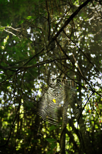 cobweb