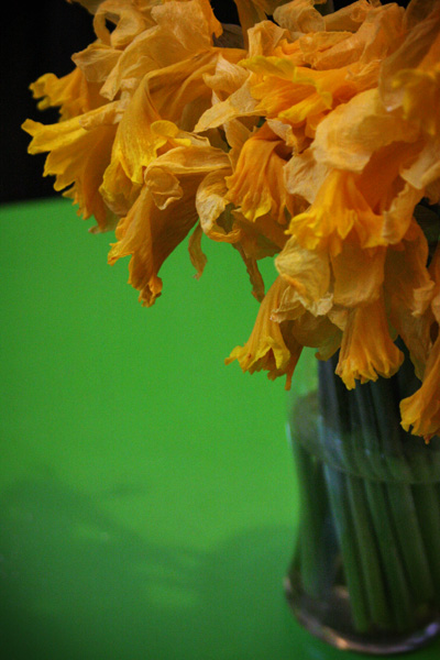 withered daffodils