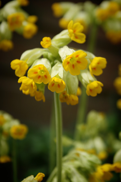 cowslips