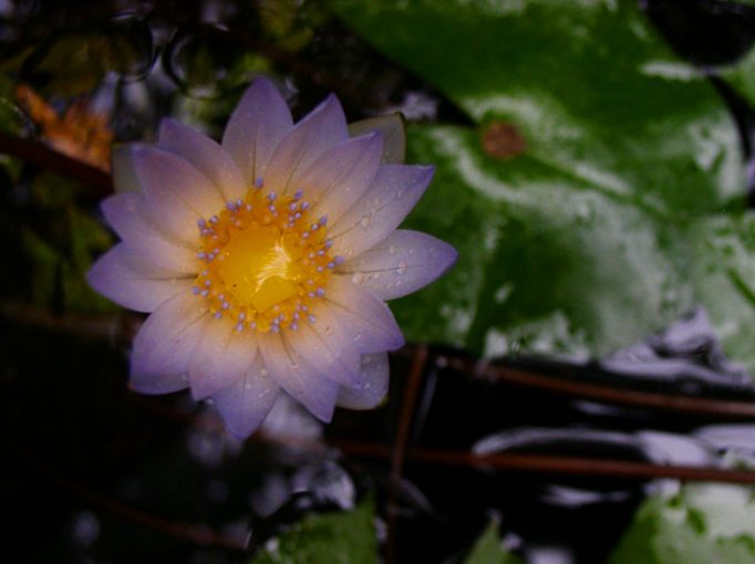 water lilly I