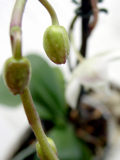orchid buds