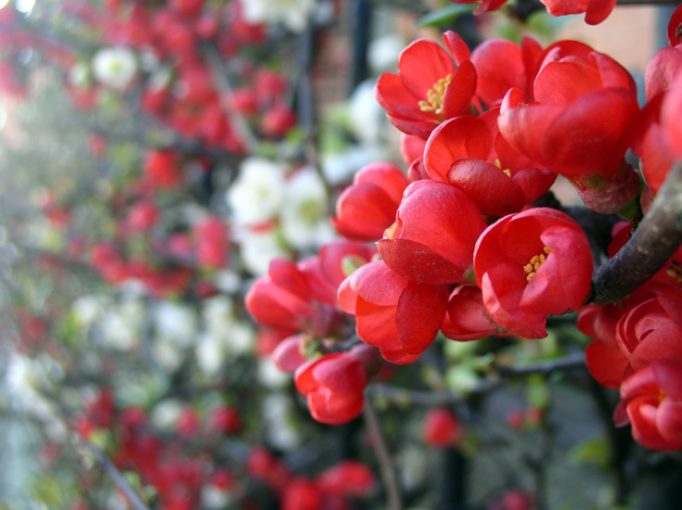 flower-woven railings