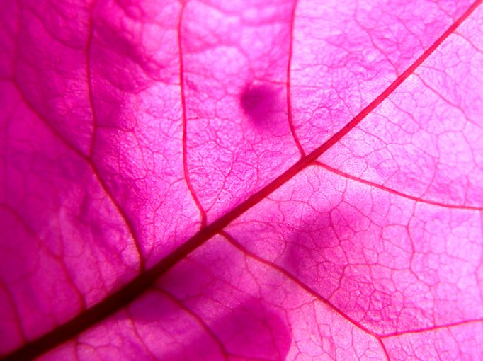 bougainvillea