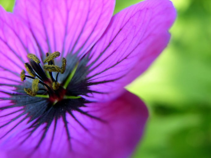 geranium