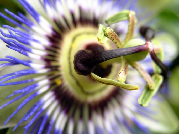 passion flower