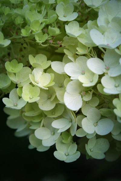 white hydrangea