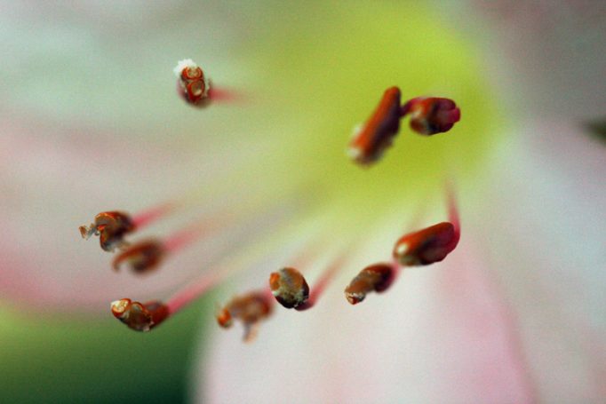 stamen-tastic