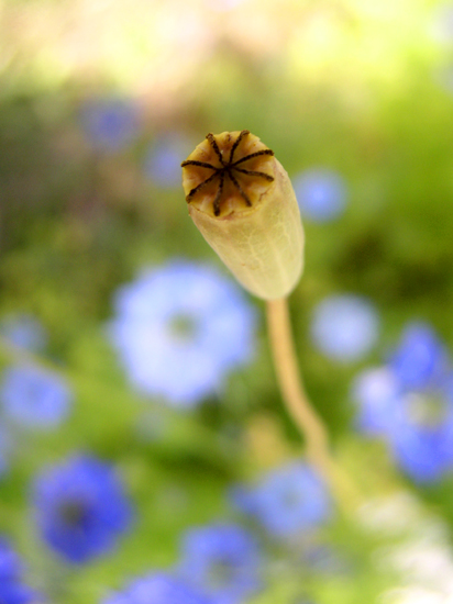 poppy pod