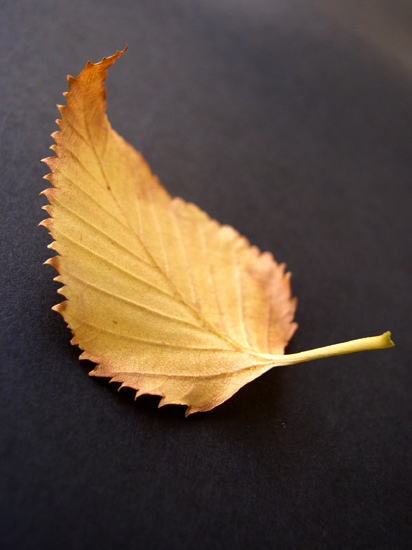 autumn leaf