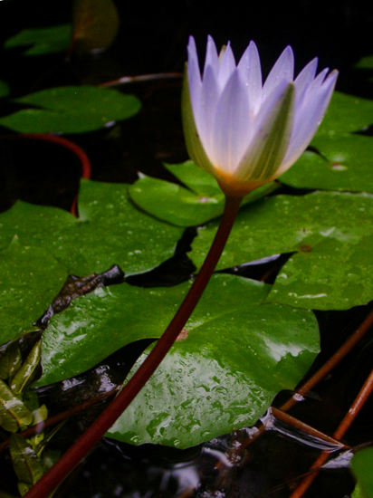 water lilly II