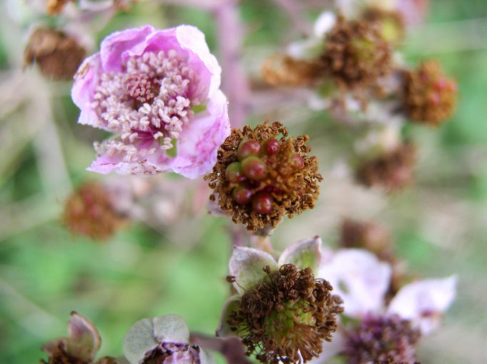 blackberry flower