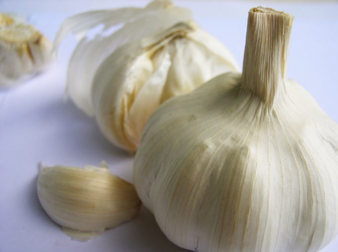 garlic