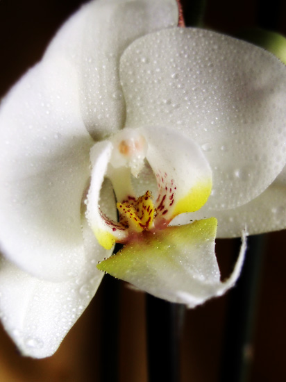 orchid