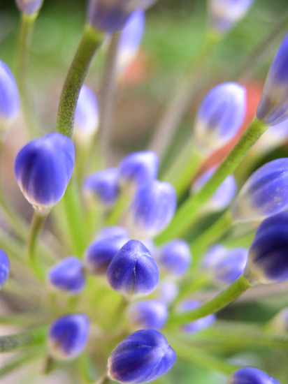 agapanthus