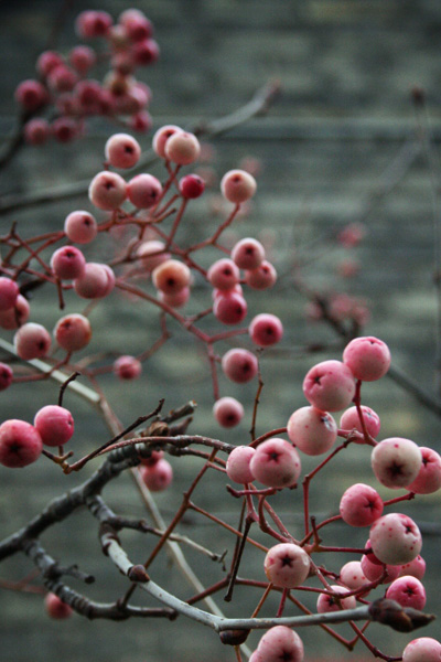 pink berries