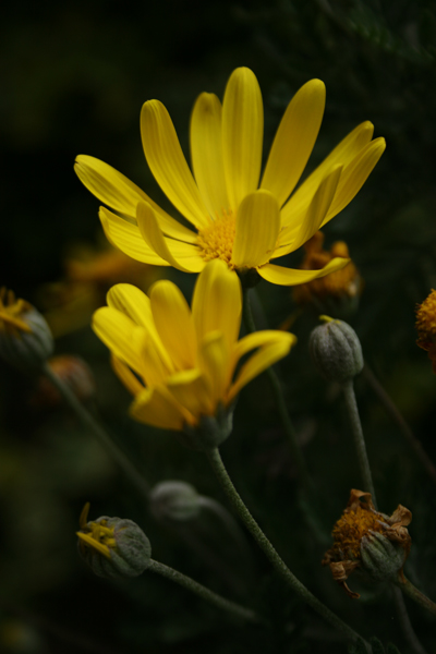 yellow flowers