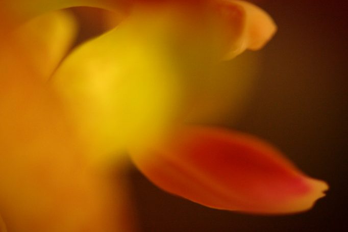 orchid macro I