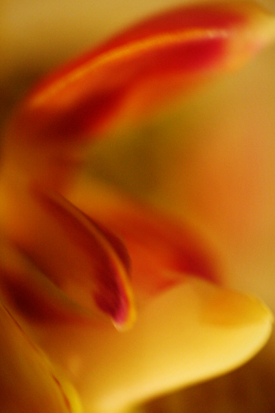 orchid macro II