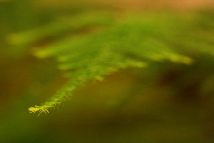 fern macro