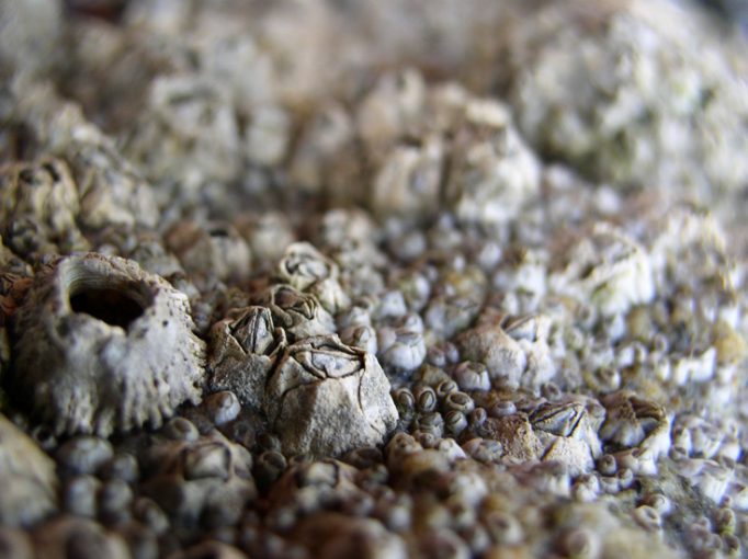 barnacles I