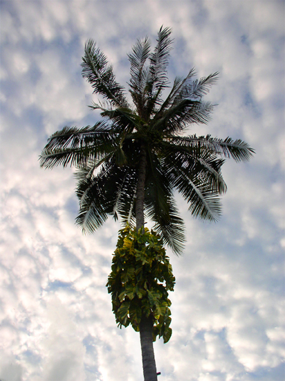 palm tree