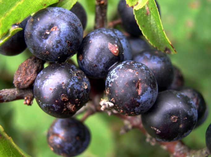 sloes