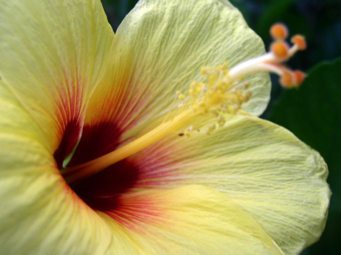 hibiscus