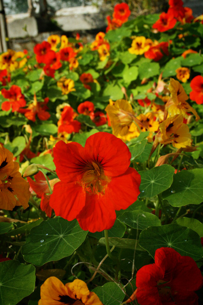 nasturtium